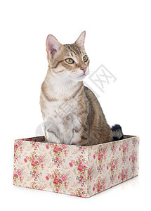 选项卡猫爪子猫科棕色宠物工作室动物工艺虎斑盒子背景图片