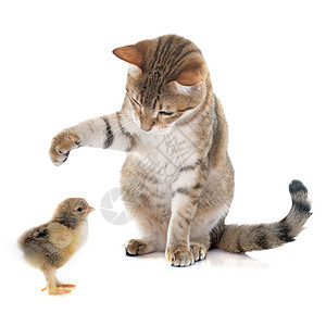 以可口可乐的猫和小妞盟誓虎斑工作室棕色家禽小鸡宠物爪子农场动物背景图片