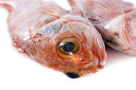 海洋海港动物鲷鱼食物工作室红鱼背景图片