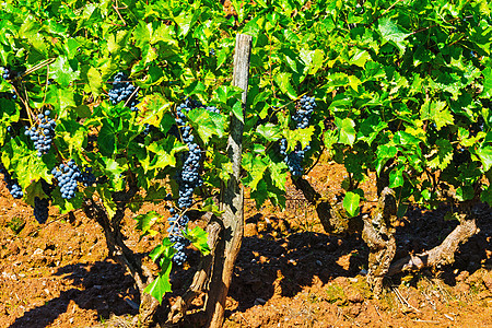 提取葡萄农业爬坡农场生长水果收成绿色国家场地乡村图片