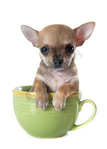 碗里的小小狗吉娃娃动物宠物杯子短发工作室图片