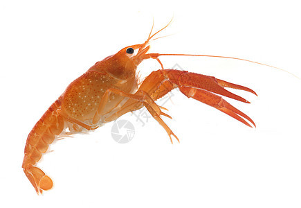 红龙虾红色螯虾水族馆食物小龙虾工作室龙虾海鲜几丁质动物背景图片