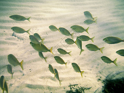 撒丁岛水下气候海底太阳海浪环境杂草游泳海草生物阳光图片