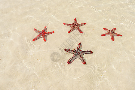 四条红海星图片