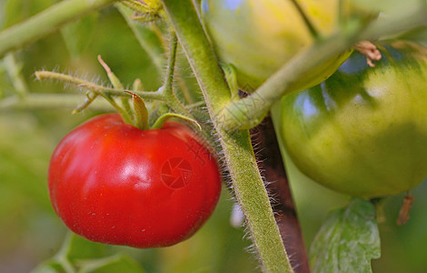 新鲜番茄新植物图片