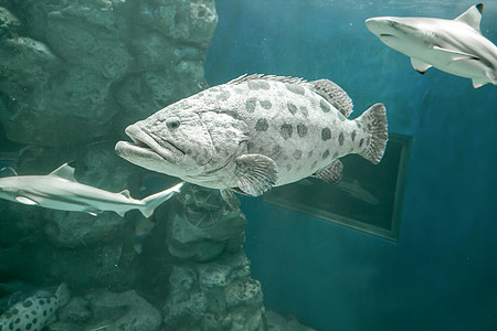 棕色斑斑斑群鳕鱼摄影斑点食肉气候动物热带斑鱼图片
