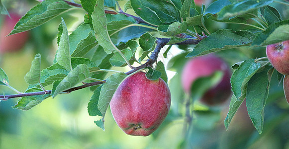 果园树枝上的苹果绿色食物水果美味饮食收成图片