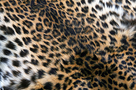 豹皮皮肤设计师绒毛荒野纺织品打印棕色外套哺乳动物动物织物图片