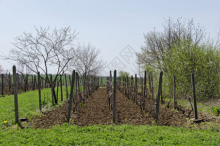 春季小葡萄园背景图片