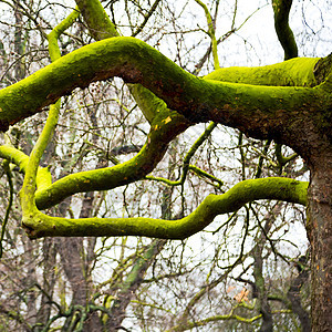 在隆登春天和古老的枯树上的公园桦木棕褐色植物学边界装饰品树叶森林植物树干框架图片