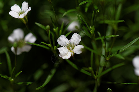 甜心总和花朵公园植物学花园环境植物植物群季节叶子花瓣图片