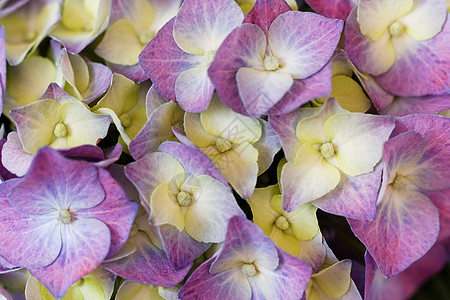 圆环花园花束园艺植物公园风格花瓣植物群宏观季节图片