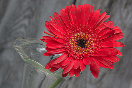 红色Gerbera 特写图片