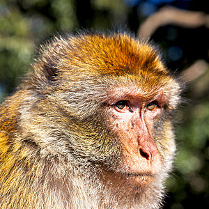 非洲摩洛哥的老猴子和邻近的天然本底动物群丛林游戏动物园野生动物国家眼睛哺乳动物荒野愤怒公园图片