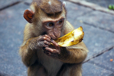 食香蕉的婴儿猴子小猴子野生动物动物图片