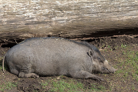米沙鄢疣猪母猪睡觉图片