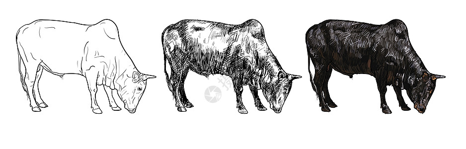 牛的绘图卡通片哺乳动物农场奶牛力量插图肌肉荒野棕色食物图片