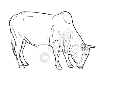 牛的绘图乡村白色女性食物动物力量农场卡通片肌肉哺乳动物图片