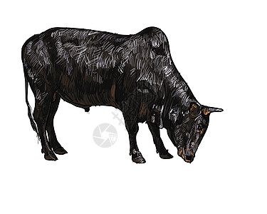 牛的绘图卡通片哺乳动物乡村食物力量荒野农场肌肉棕色白色图片