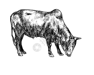 牛的绘图奶牛插图动物卡通片哺乳动物荒野乡村力量喇叭农场图片
