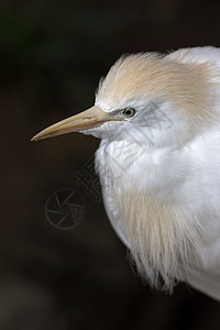 Egret 牛群特写背景图片