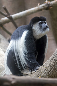 黑白疣猴背景图片