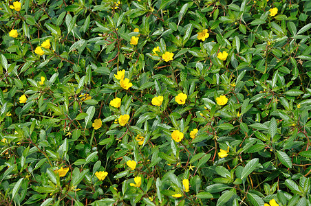 大花朵普里姆罗斯增殖草本侵略大花黄色油菜侵入性女果植物春花图片