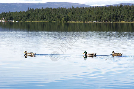 三只鸭子在一排里游泳图片