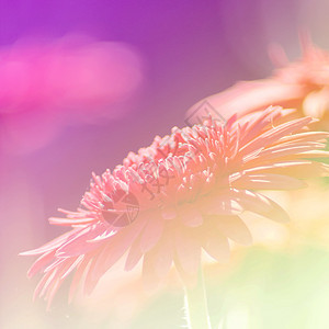 闪亮的场外效果情绪植物群粉色花朵白色植物背景图片