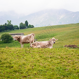 两只奶牛草原生态奶制品山脉哺乳动物牧场风景爬坡天空旅行图片