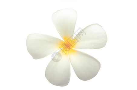利拉瓦迪花朵热带水疗白色鸡蛋花味道黄色植物叶子草药图片