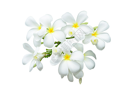 利拉瓦迪花朵黄色植物叶子热带白色草药鸡蛋花水疗味道图片