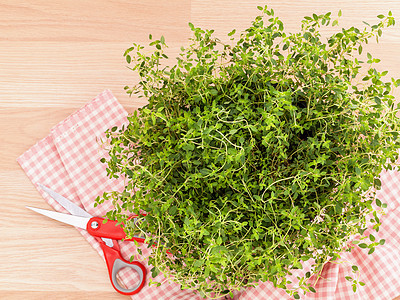 医疗用柠檬百草枯替代地中海药用植物园艺香料叶子生长药品芳香治疗食物食谱烹饪图片