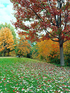 绿草草和多彩树木的秋季风景图片
