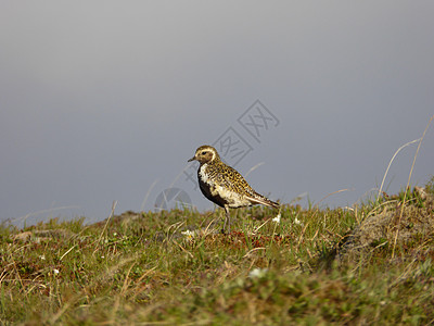 冰岛鸟类(heitélóa)图片