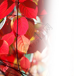 有秋叶树枝的树枝阳光红色白色叶子背景图片