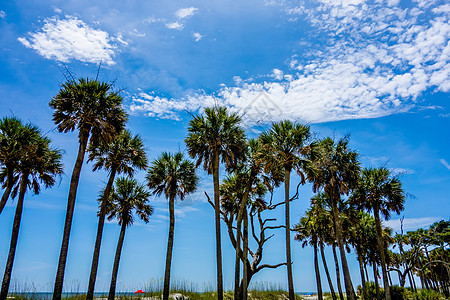 南卡罗利纳狩猎岛周围自然的景象木头浮木公园海滩假期树木棕榈生活潮汐场景图片