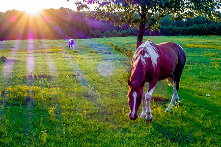 美丽的马在日落的牧场上 在南卡罗莱纳穆恩山脉栅栏马术风景树木天空跑步场地乡村国家图片