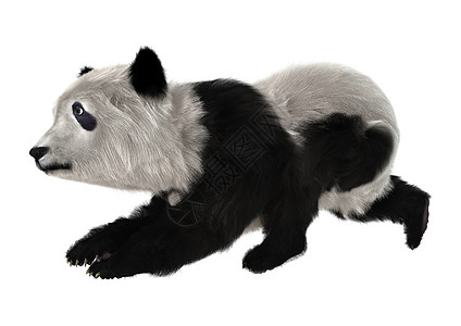 大熊猫幼崽熊猫白色毛皮动物幼兽荒野濒危哺乳动物野生动物图片