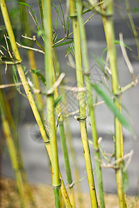 竹子木头气候文化叶子丛林生长植物热带环境绿色图片