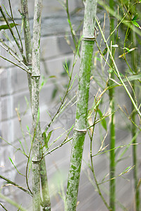 竹子热带生长木头气候绿色丛林环境植物叶子文化图片