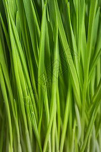 新鲜绿草 燕麦芽 特写农业植物园艺叶子生长种子植物群饮食绿色豆芽图片