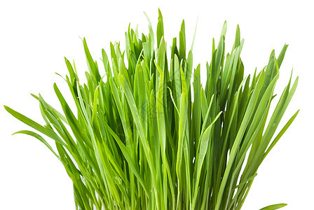 新鲜绿草 燕麦芽宏观饮食燕麦农业绿色植物绿色发芽植物群园艺生活图片