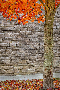 以砖层背景垂直显示亮色的秋季树末树图片