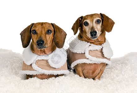 摆在冬天题材的两只腊肠犬图片