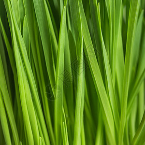 新鲜绿草 燕麦芽 特写种子植物草本植物园艺生活饮食豆芽燕麦绿色食物图片