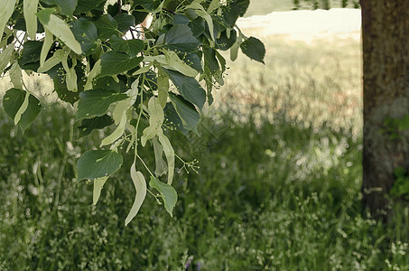 林登树(石树)和草药的鲜花图片