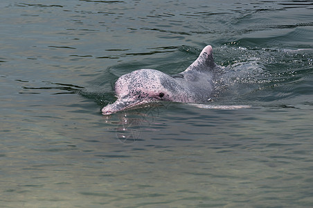 稀有的粉红海豚粉色动物动物群热带荒野游泳海洋哺乳动物图片