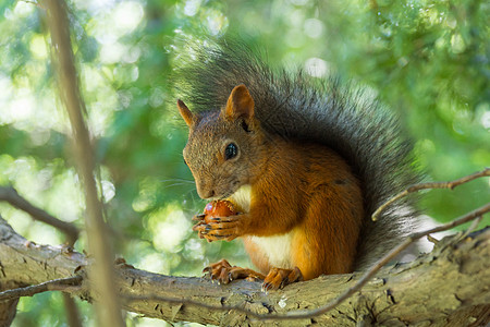 照片显示松鼠有坚果 松鼠坐着吃坚果森林爪子公园动物尾巴背景图片