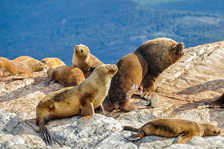 Beagle频道 阿根廷乌斯怀亚渠道天空野生动物国家海岸海洋旅行海狮海豹旅游图片